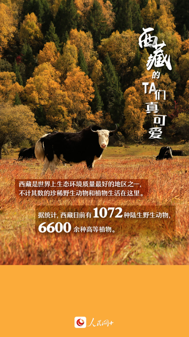 近距離觀察西藏“萌物”，走起！