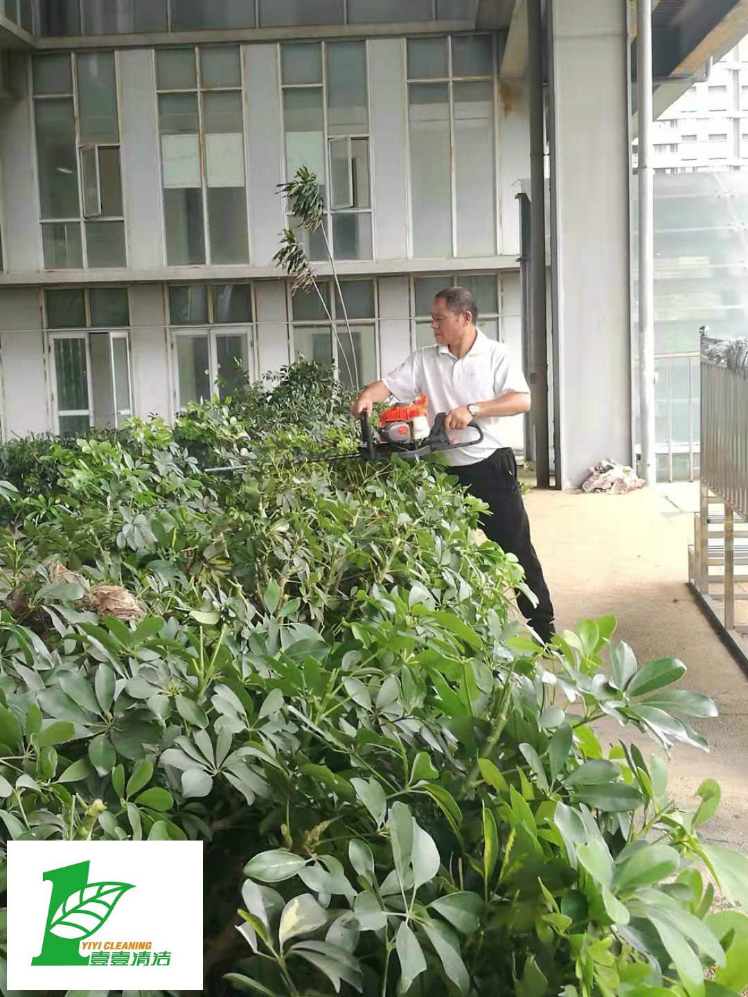 壹壹公司告訴您綠化養(yǎng)護(hù)必備修剪技巧？